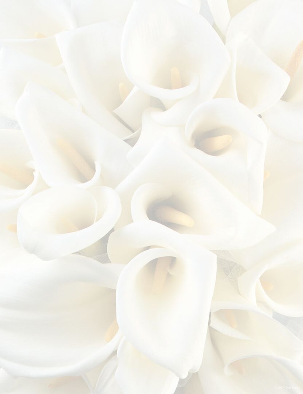 Great Papers! White Calla Lilies Stationery Letterhead, Invitations and Announcements, Printer Friendly, 8.5"x11", 80 Pack